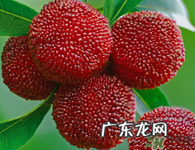 五月份有杨梅吗？五月份的杨梅能吃吗？