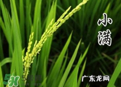 节气小满大满是什么意思?24节气为什么没有大满