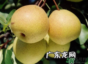 五月份有梨吗?农历5月的梨能吃吗?