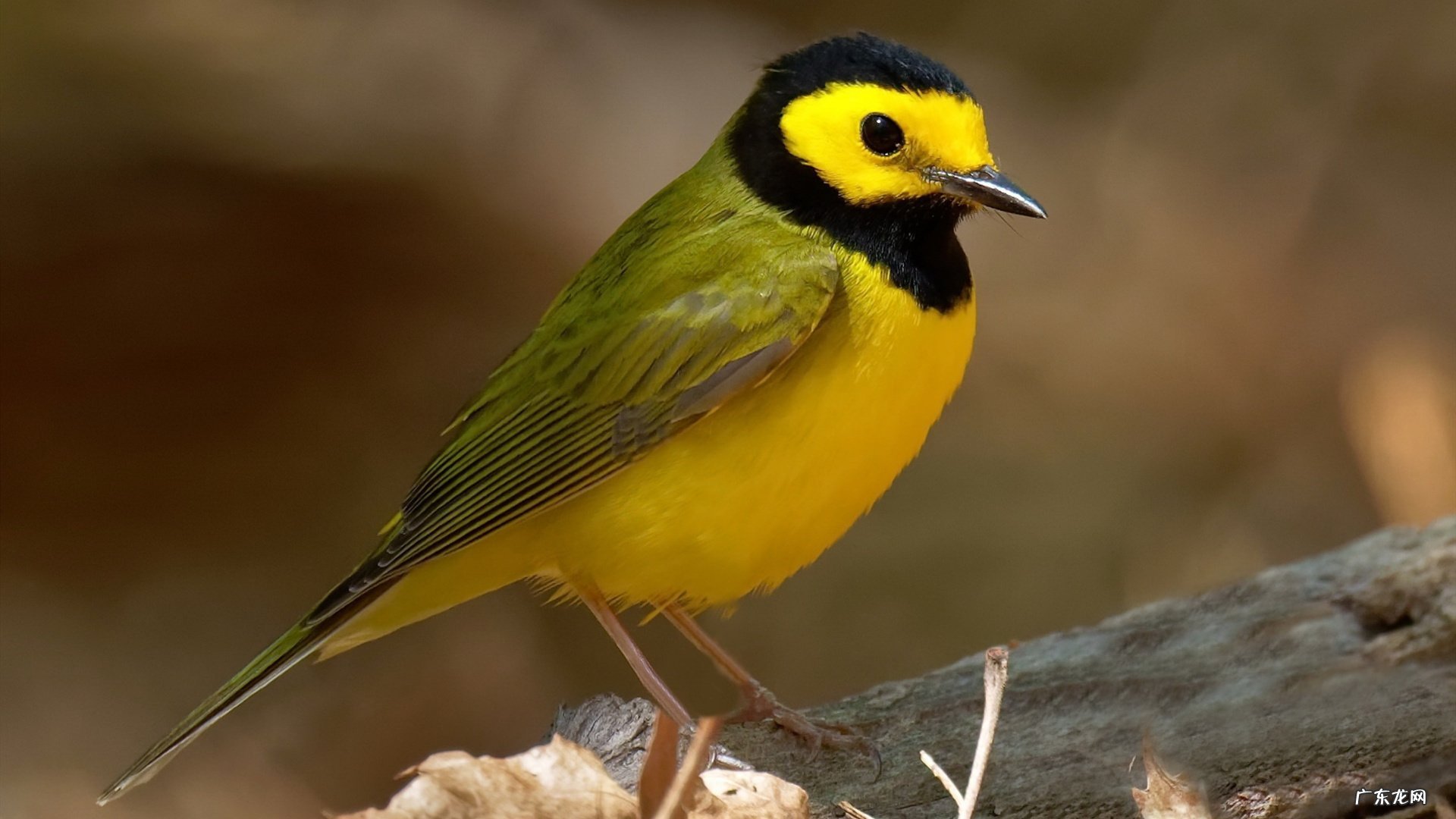 看明星产后如何恢复身材,淡化妊娠纹