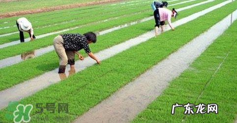 2017年芒种是几月几日?芒种是什么意思