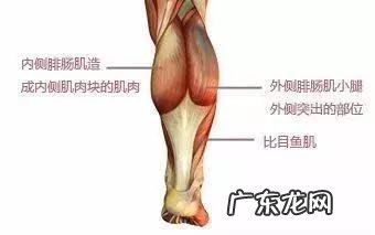 小腿粗怎么能减掉 小腿太粗,怎么能快速剪掉?每天按摩有用吗?