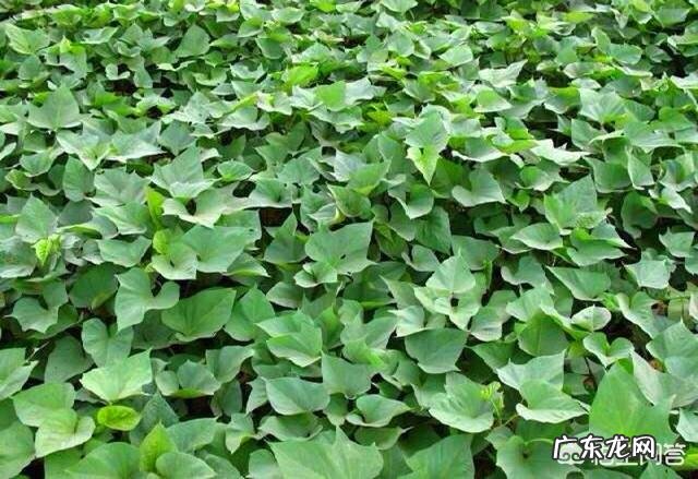 红薯叶子怎么炒的好吃 农村的红薯叶子,吃了有什么好处?能经常吃吗?