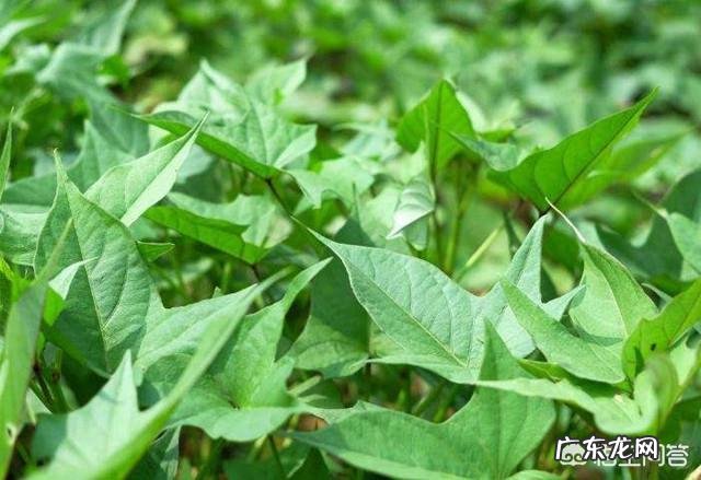 红薯叶子怎么炒的好吃 农村的红薯叶子,吃了有什么好处?能经常吃吗?