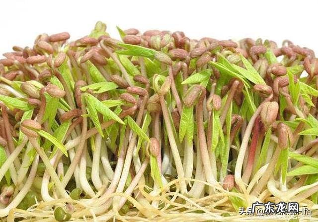 红薯叶子怎么炒的好吃 农村的红薯叶子,吃了有什么好处?能经常吃吗?