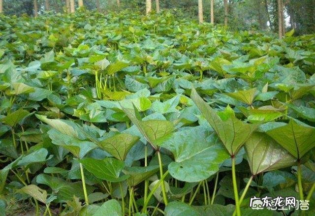 红薯叶子怎么炒的好吃 农村的红薯叶子,吃了有什么好处?能经常吃吗?