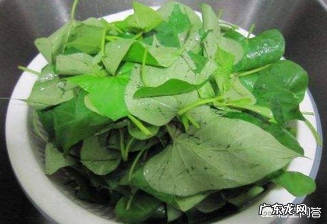 红薯叶子怎么炒的好吃 农村的红薯叶子,吃了有什么好处?能经常吃吗?