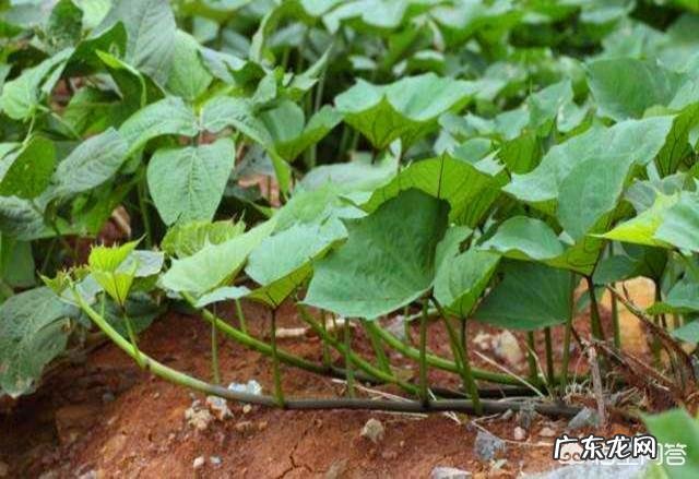 红薯叶子怎么炒的好吃 农村的红薯叶子,吃了有什么好处?能经常吃吗?