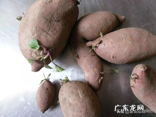 红薯叶子怎么炒的好吃 农村的红薯叶子,吃了有什么好处?能经常吃吗?