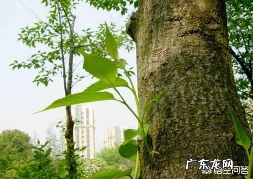 杜仲雄花真的有补肾的作用吗?