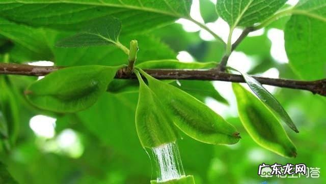 杜仲雄花真的有补肾的作用吗?