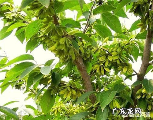 杜仲雄花真的有补肾的作用吗?