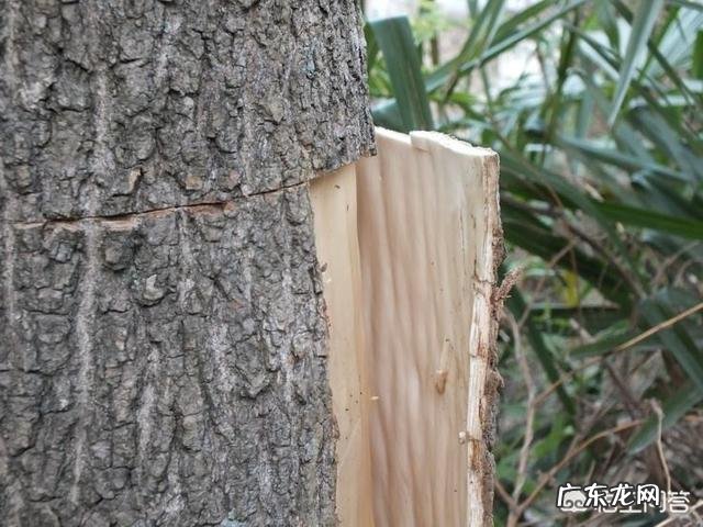 杜仲雄花真的有补肾的作用吗?