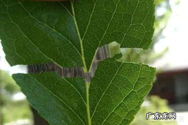 杜仲雄花真的有补肾的作用吗?