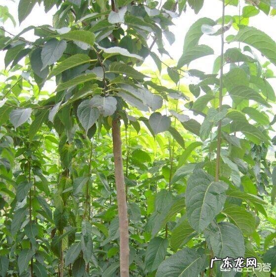 杜仲雄花真的有补肾的作用吗?