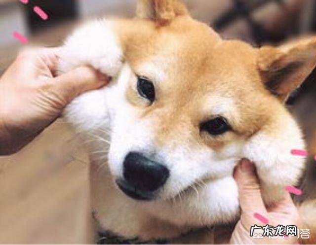 狗狗每天都吃很多，为什么还是那么瘦呢？ 狗狗为什么会越吃越瘦