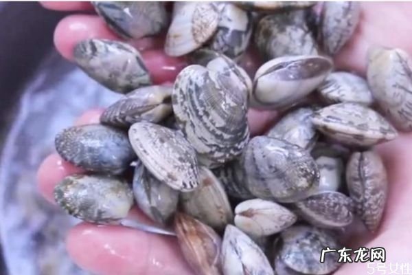 新鲜的花甲怎么挑选 挑选新鲜花甲的方法