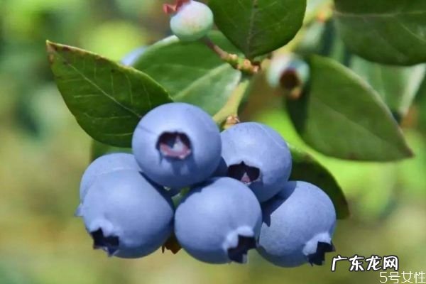 蓝莓一天吃多少合适 蓝莓一天可以吃多少