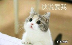 想养只猫，需要准备些什么，最低要多少钱？