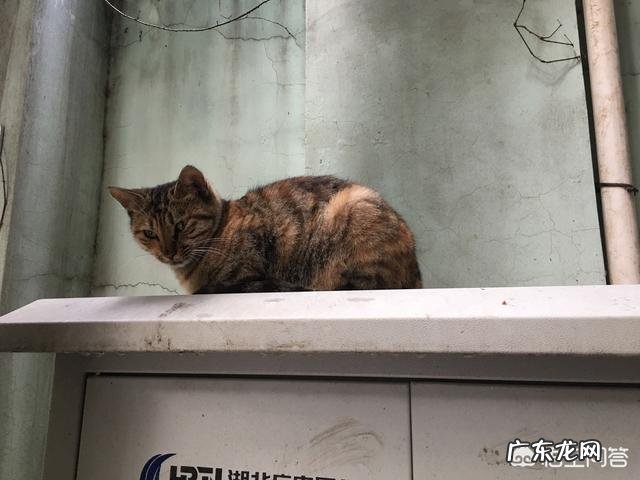 喂了很多天的流浪猫会记得你吗?