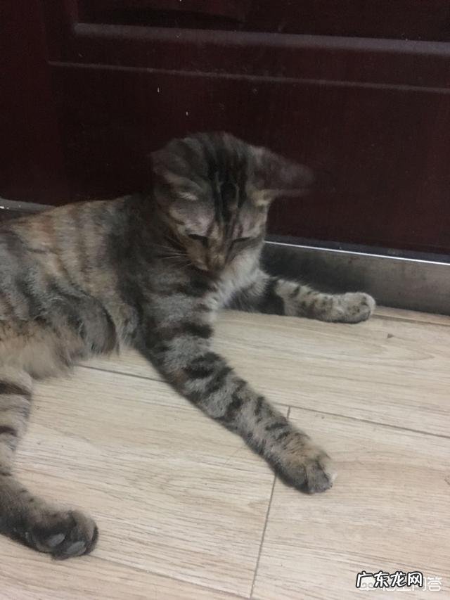 喂了很多天的流浪猫会记得你吗?