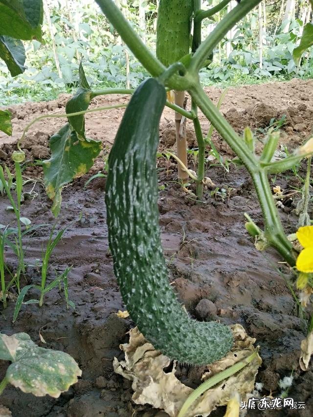 甘油三酯高,吃什么食物会比较好些?