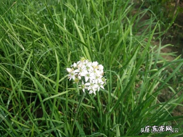 甘油三酯高,吃什么食物会比较好些?