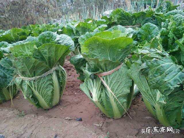 甘油三酯高,吃什么食物会比较好些?