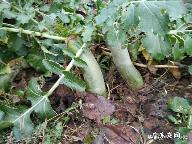 甘油三酯高,吃什么食物会比较好些?