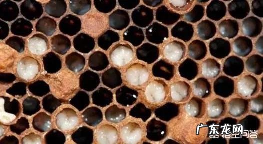 如何给蜜蜂补喂蜜脾为什么蜜蜂子脾会发臭