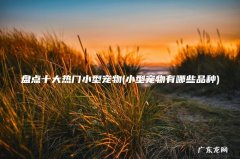 小型宠物有哪些品种 盘点十大热门小型宠物