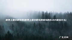 世界上最小的鸟类蜂鸟的长大约是五什么 世界上最小的鸟类