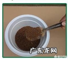 种在花盆里的火龙果能结果吗?