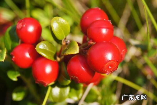 世界上最健康的水果 世界公认十大健康水果