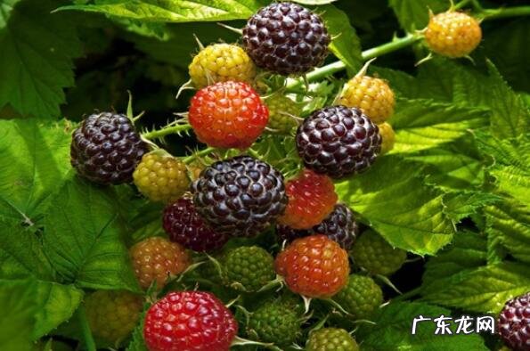 世界上最健康的水果 世界公认十大健康水果