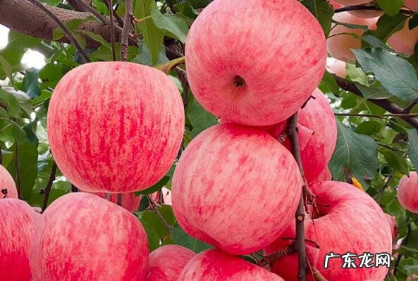中国十大苹果品种好吃排名 全国十大苹果品种