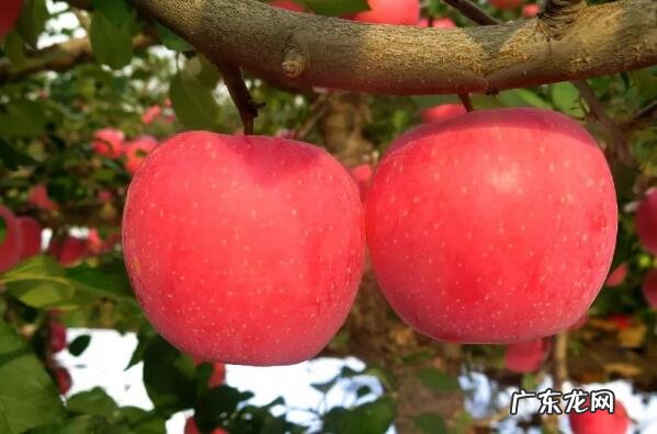 中国十大苹果品种好吃排名 全国十大苹果品种