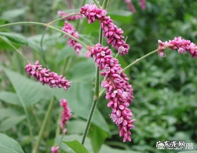 自制酵素菌群超标 怎样避免自制酵素霉菌超标?