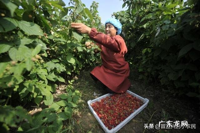 莓生源树莓饮品是不是甜的,减肥也能喝这个嘛?