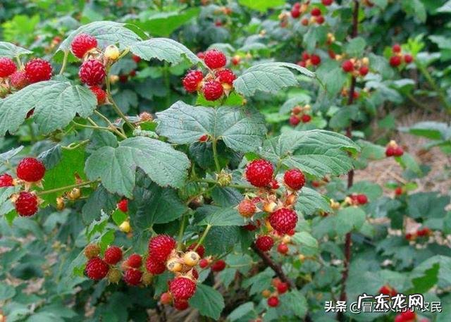 莓生源树莓饮品是不是甜的,减肥也能喝这个嘛?