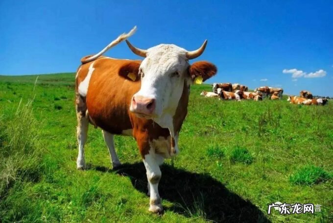 一牧云服务奶牛头数超过100万头