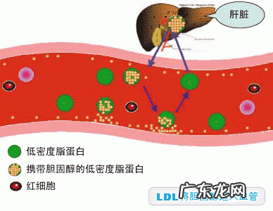 高血压能喝酒吗？少量喝对身体有什么影响？