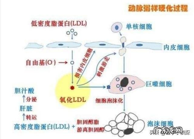 高血压能喝酒吗？少量喝对身体有什么影响？