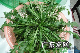 野生荠菜孕妇能吃吗?野荠菜孕妇可以吃吗?