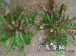 野生荠菜孕妇能吃吗?野荠菜孕妇可以吃吗?