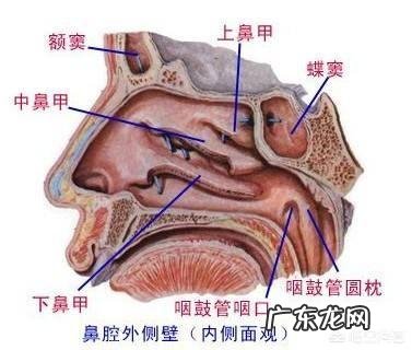 长期严重鼻炎有什么后果 鼻炎如果不zhi愈,会有什么危害?