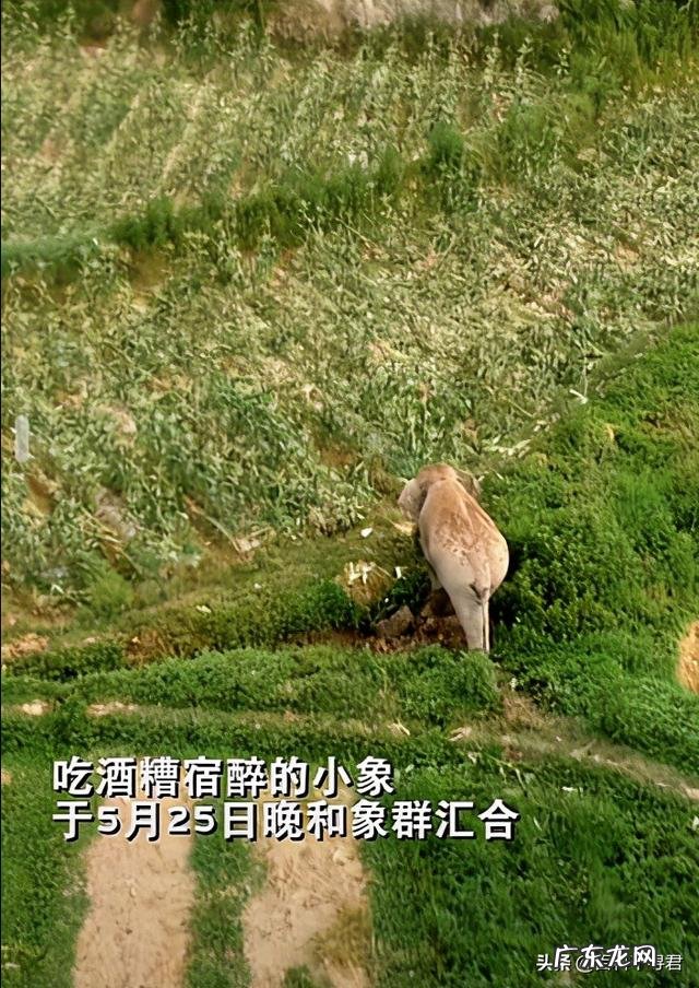 忽必烈乘坐象辇，大象是怎么渡过大都的寒冬的？