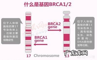 如果知道自己以后会得乳腺癌，应该怎么预防？