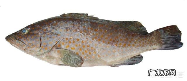 孕妇吃鱼补什么?吃什么鱼好? 孕妇初期吃什么鱼好