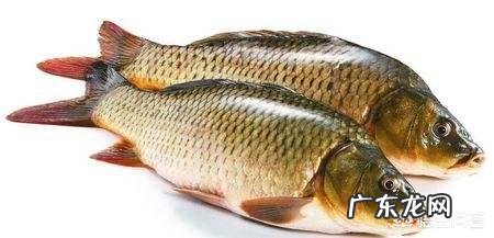 孕妇吃鱼补什么?吃什么鱼好? 孕妇初期吃什么鱼好